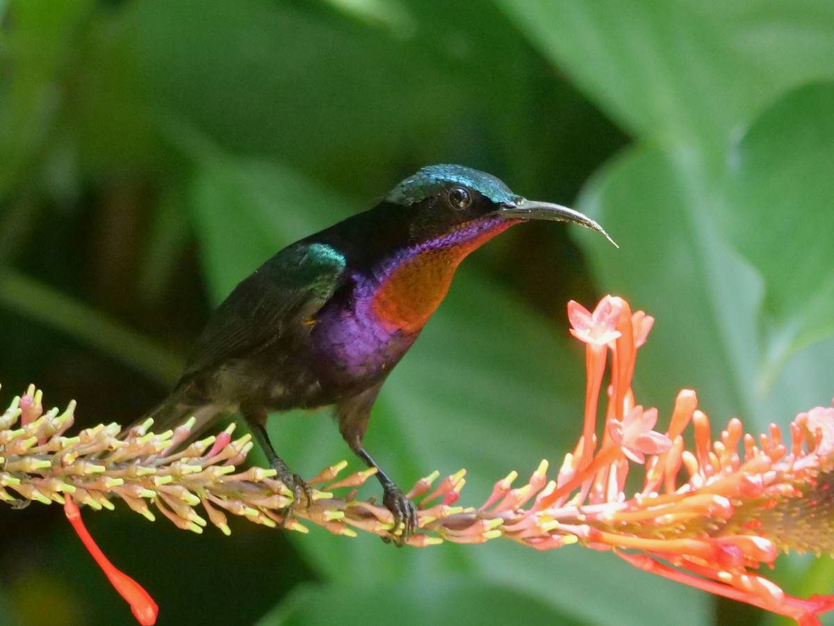 strdimil temný - ML643687769