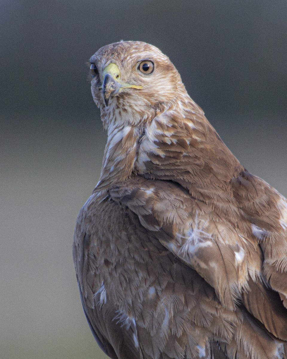 ヨーロッパノスリ - ML643687771