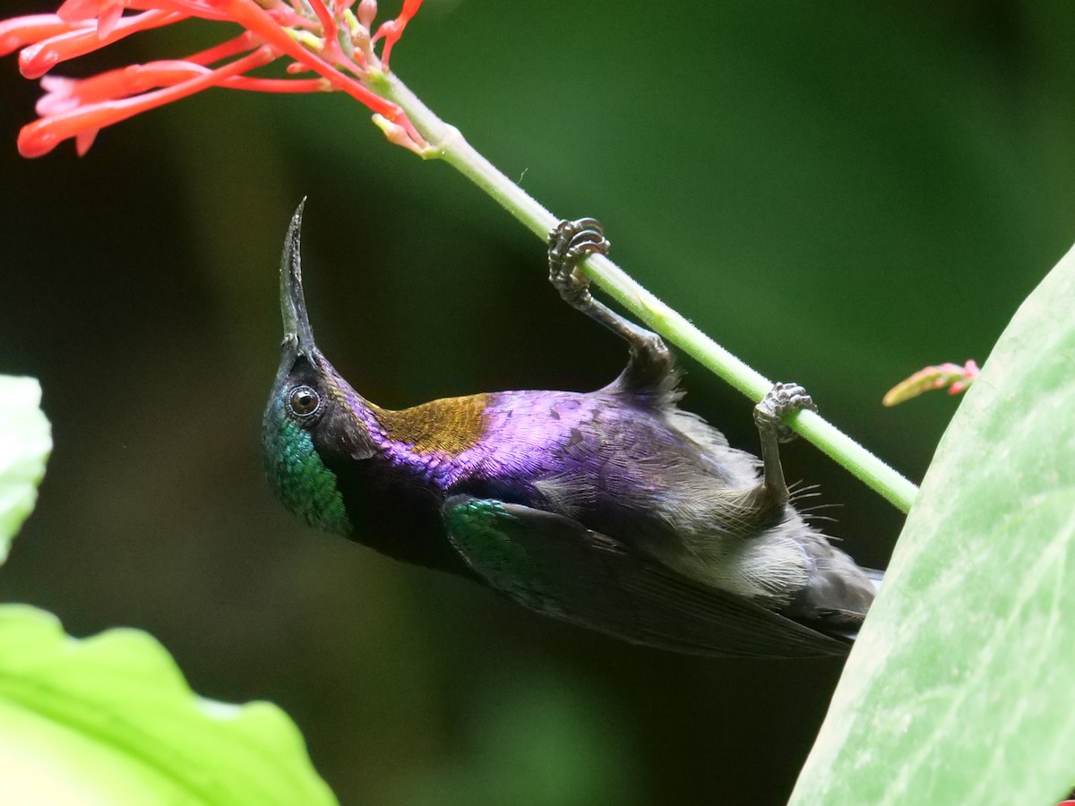 strdimil temný - ML643687775