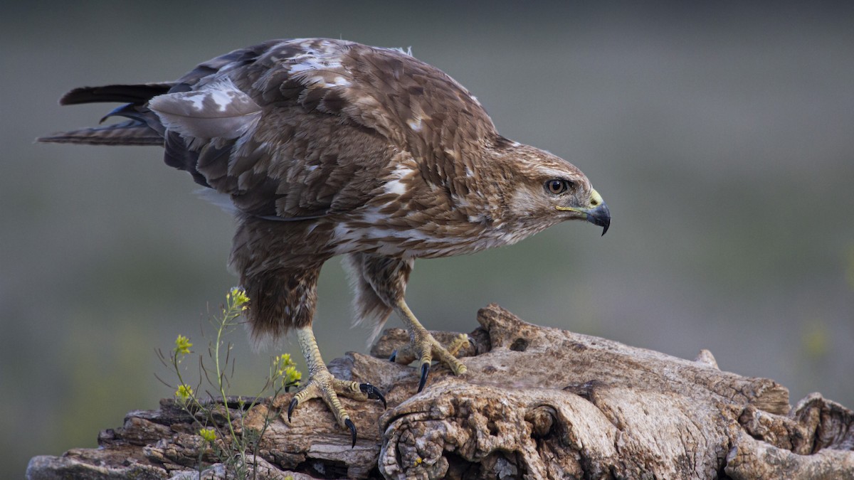 Buse variable - ML643687784