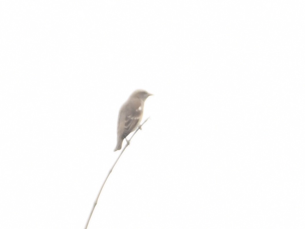 Moineau à gorge jaune - ML643687808