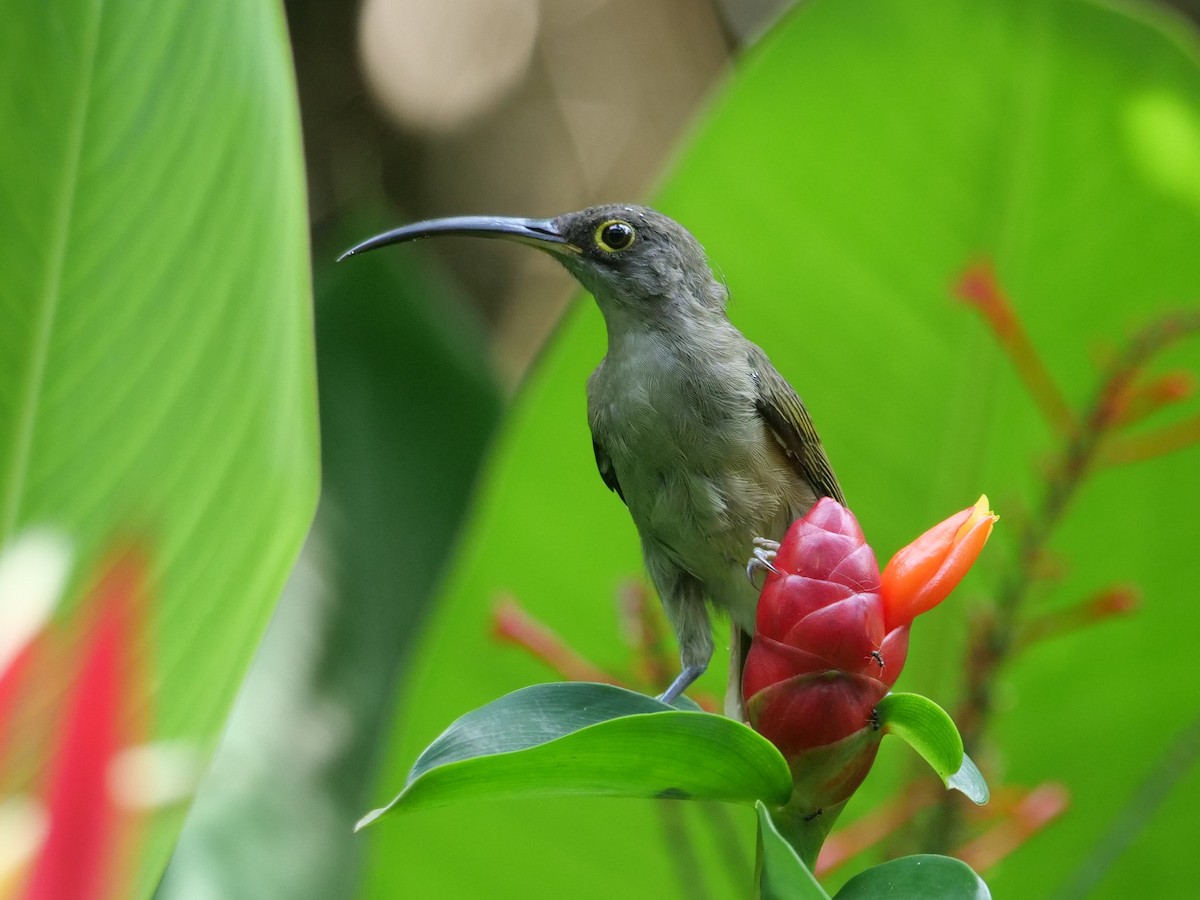 pavoučník bledý - ML643687824