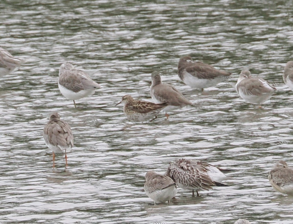 Sharp-tailed Sandpiper - ML643687828