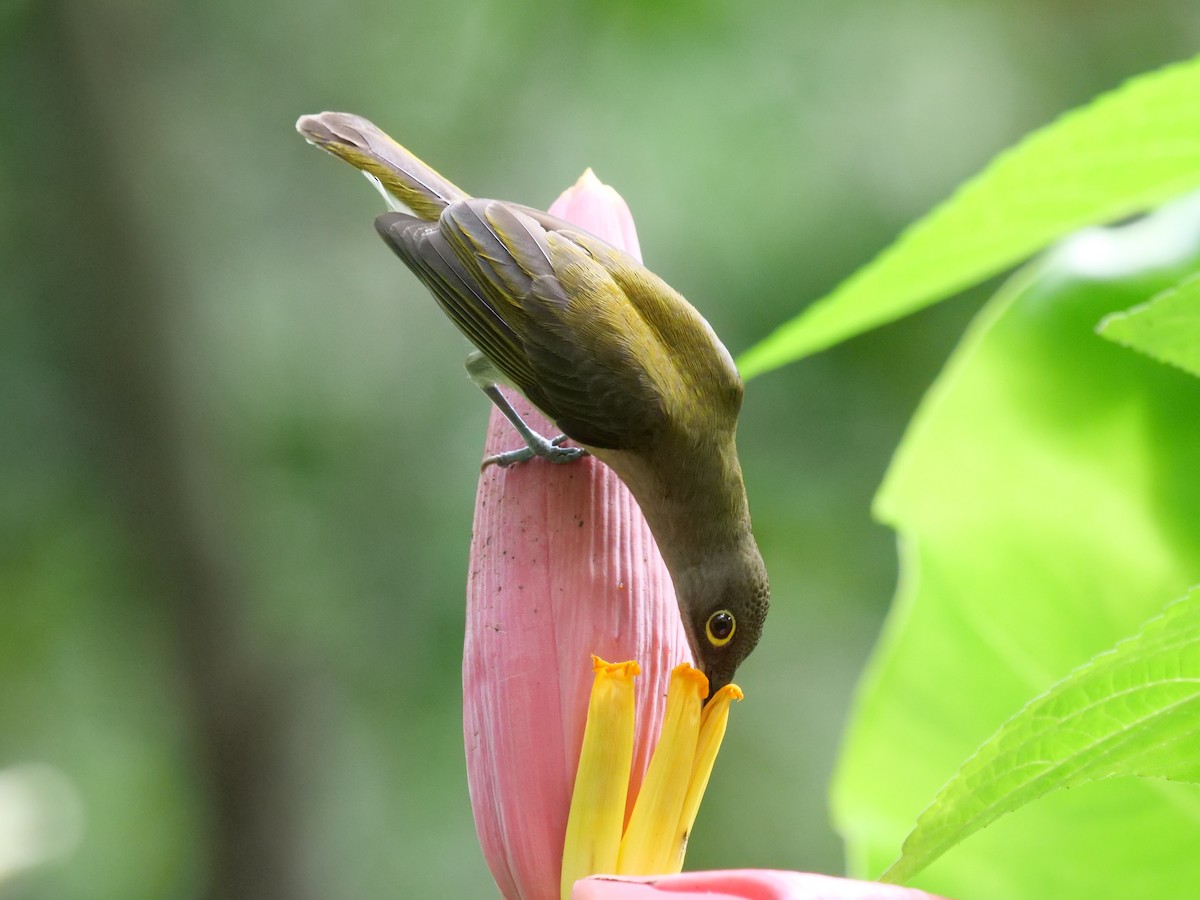 pavoučník bledý - ML643687831