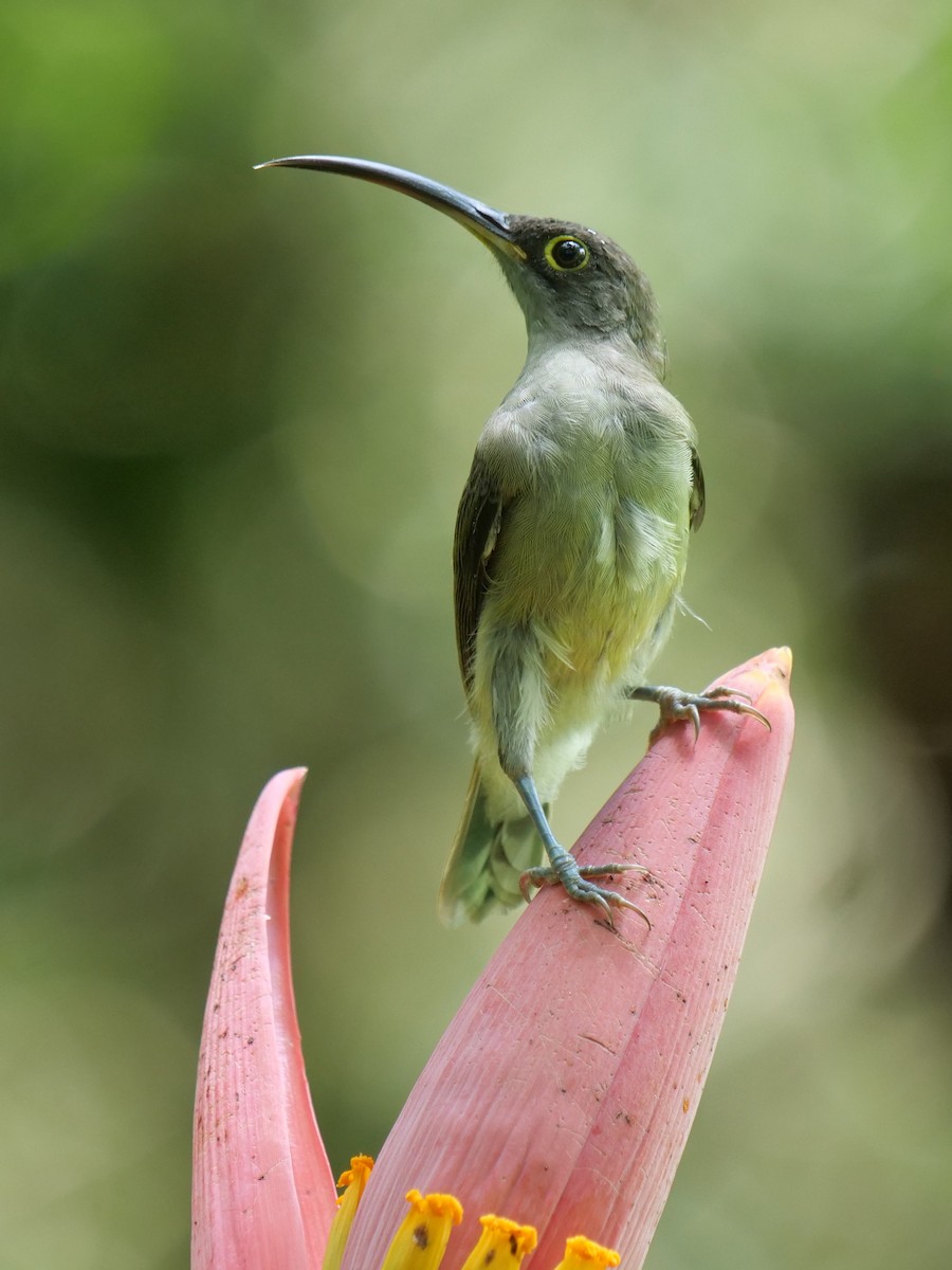 pavoučník bledý - ML643687843