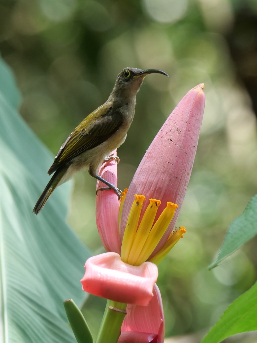 pavoučník bledý - ML643687844