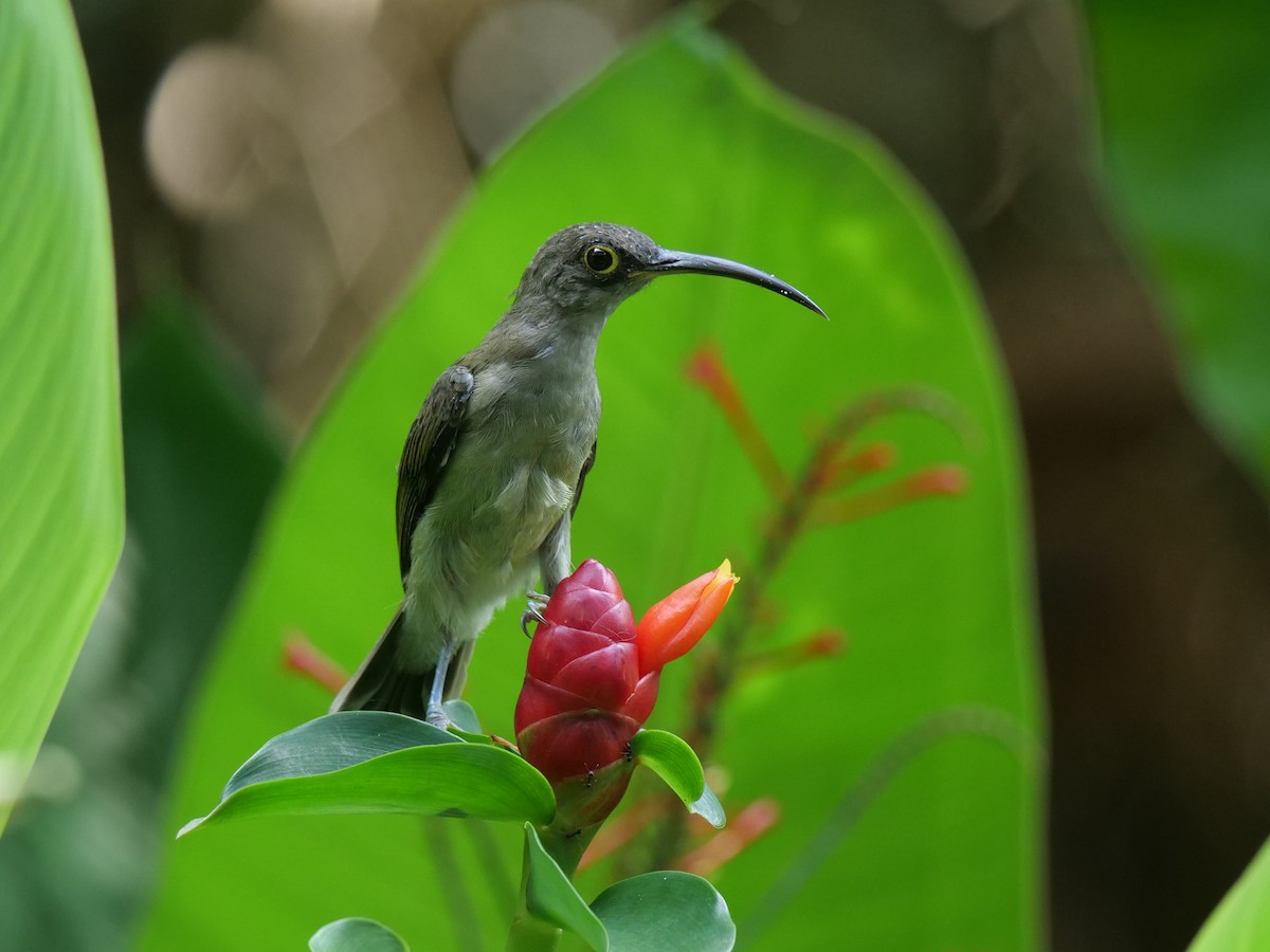 pavoučník bledý - ML643687858