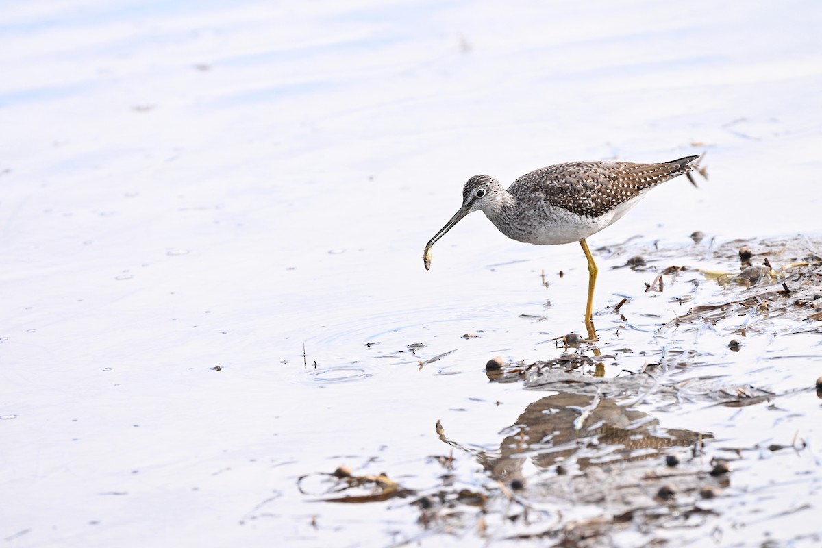 Greater Yellowlegs - ML643687866