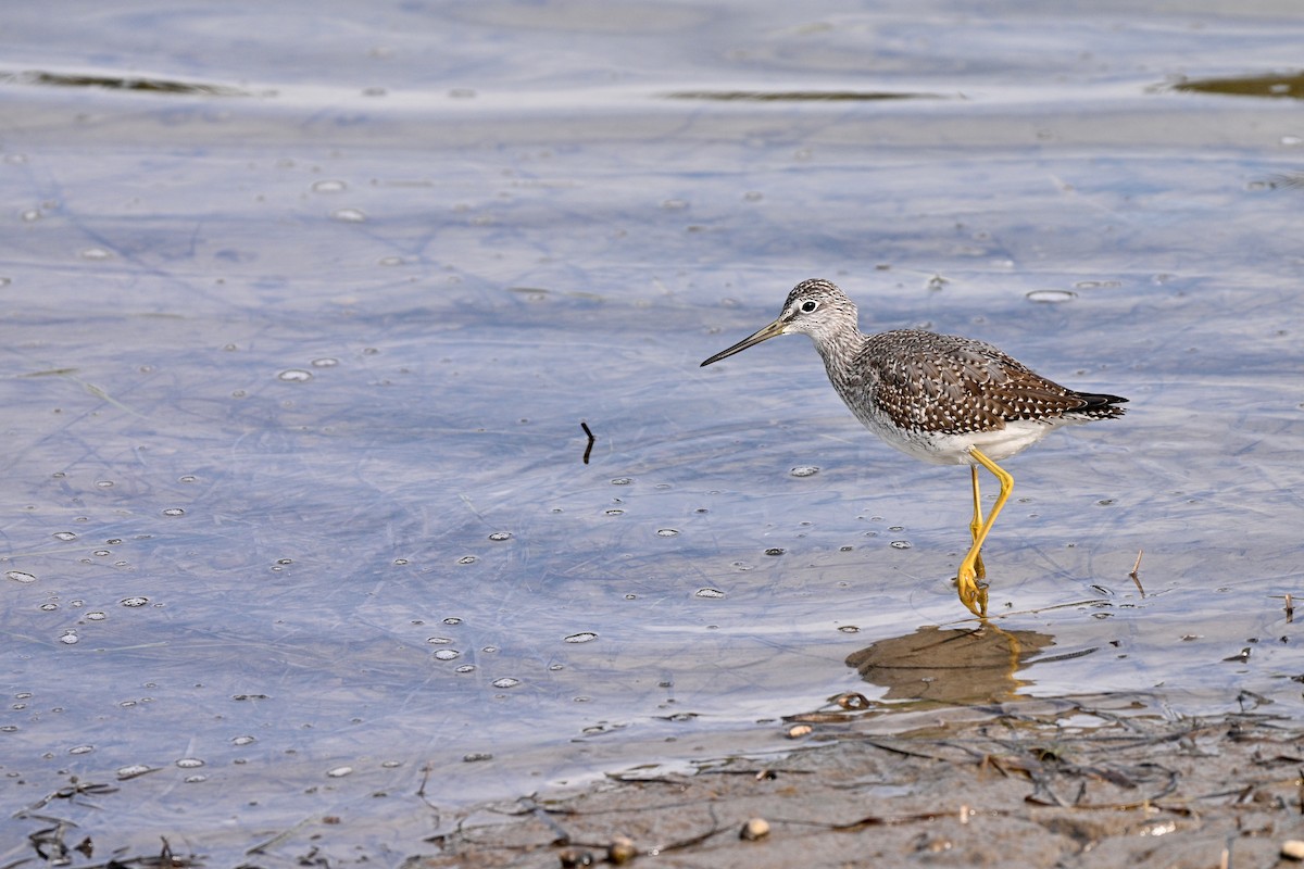 Greater Yellowlegs - ML643687867