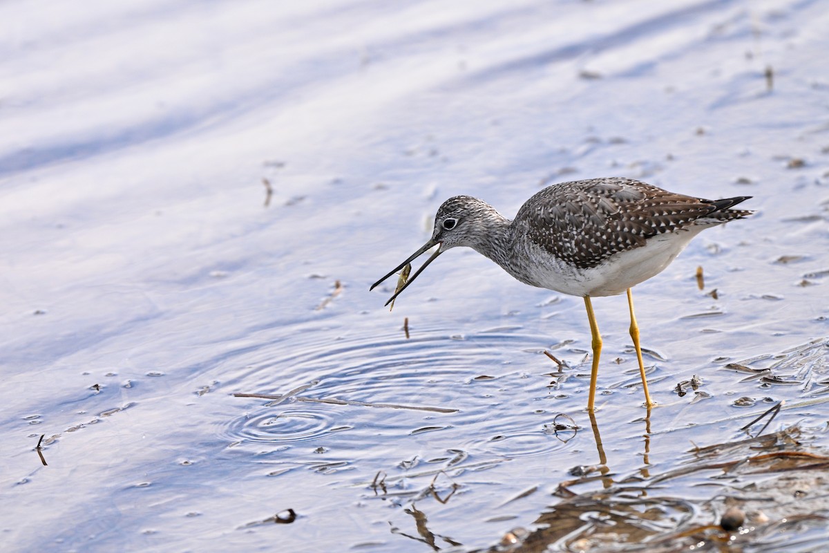 Greater Yellowlegs - ML643687868