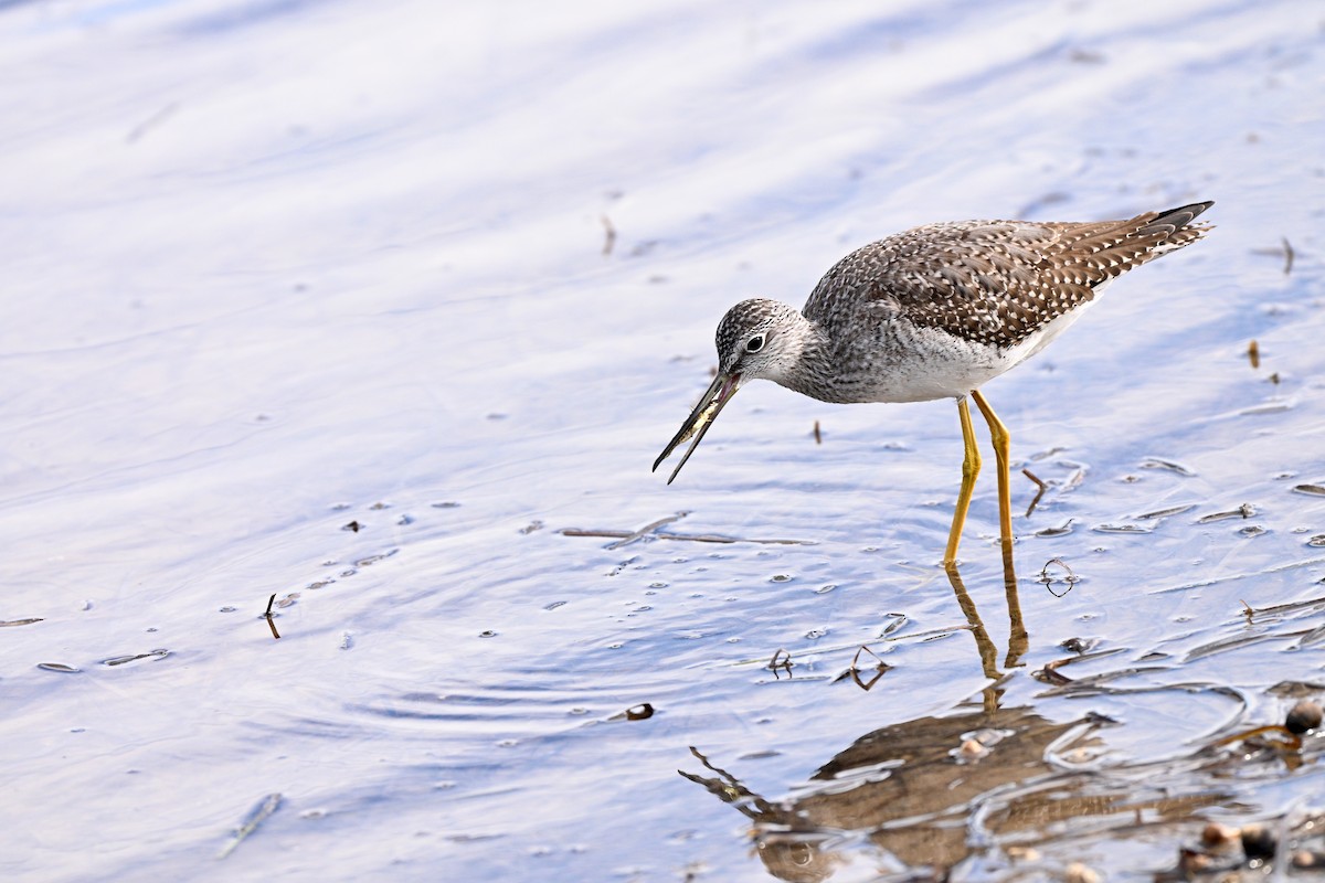 Greater Yellowlegs - ML643687869