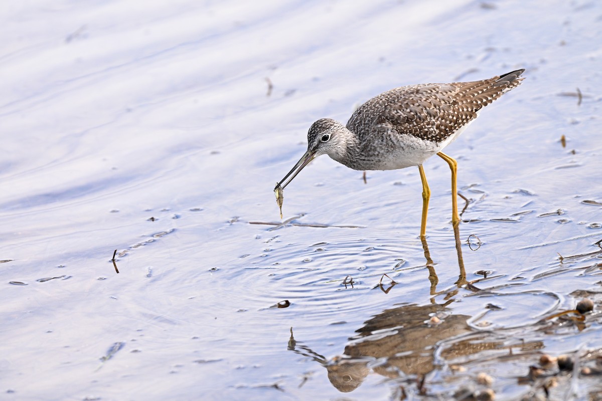 Greater Yellowlegs - ML643687871