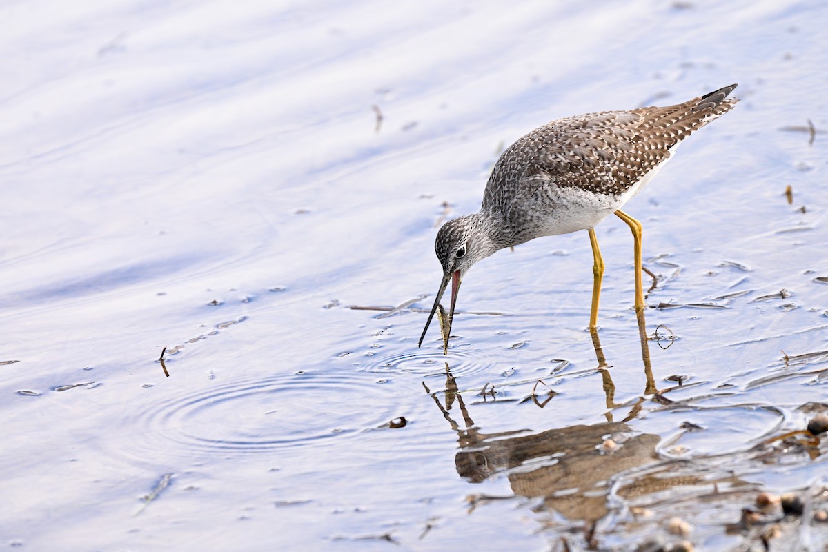 Greater Yellowlegs - ML643687872
