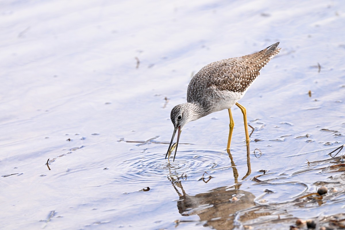 Greater Yellowlegs - ML643687873