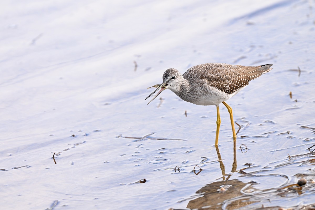 Greater Yellowlegs - ML643687874