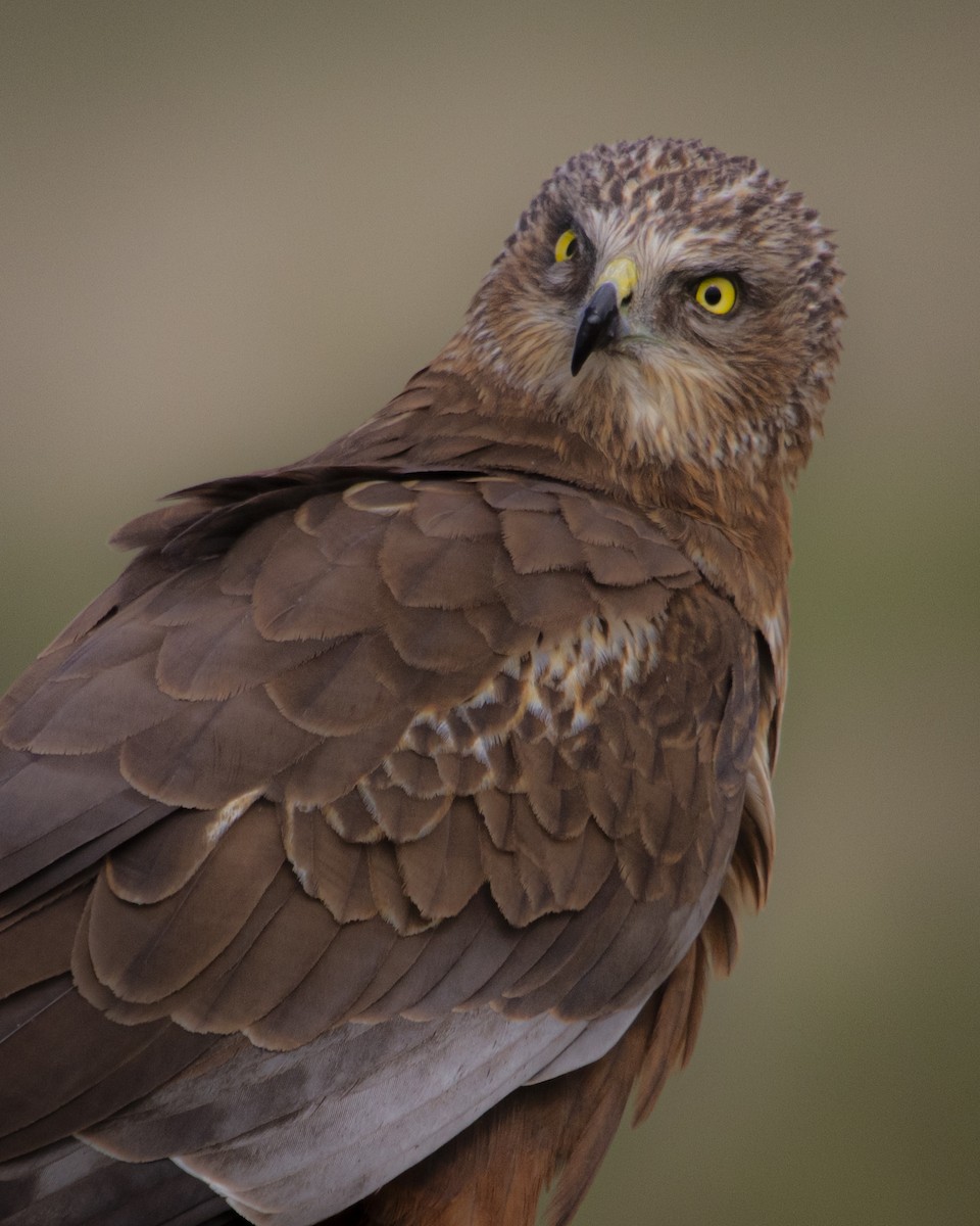 ヨーロッパチュウヒ - ML643687875