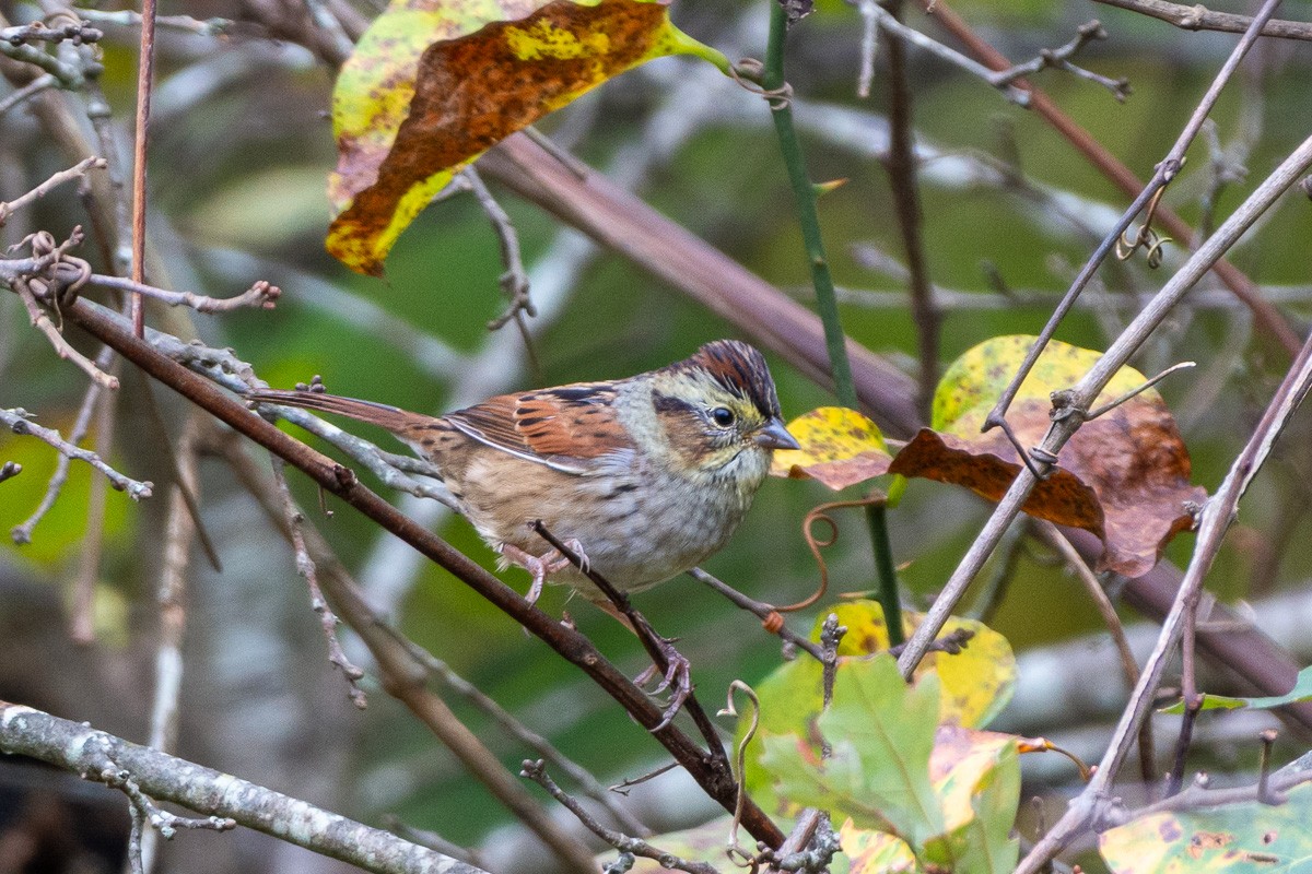 Swamp Sparrow - ML643687878