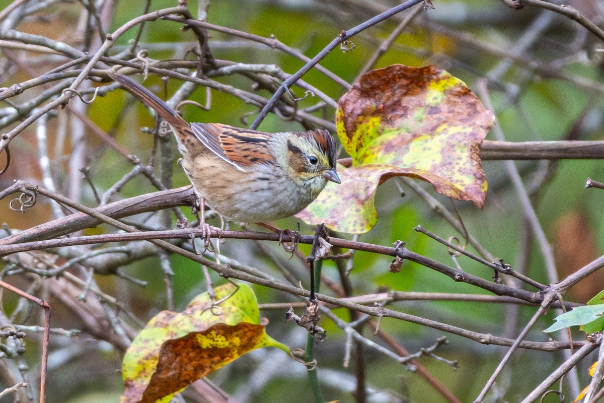 Swamp Sparrow - ML643687879