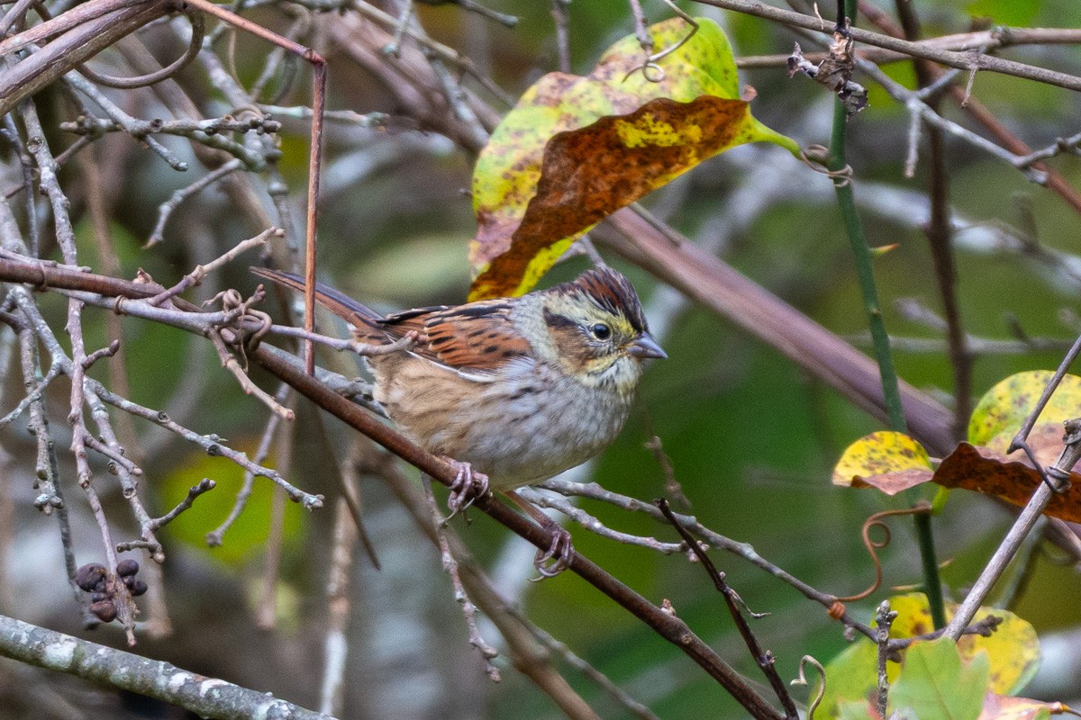 Swamp Sparrow - ML643687880