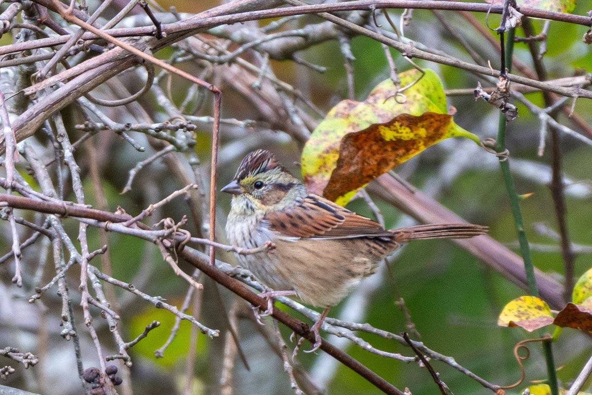 Swamp Sparrow - ML643687881