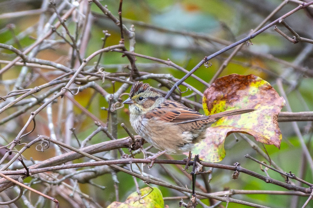 Swamp Sparrow - ML643687882