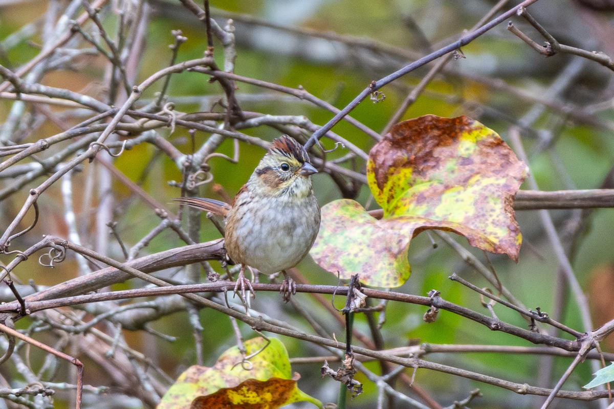 Swamp Sparrow - ML643687883