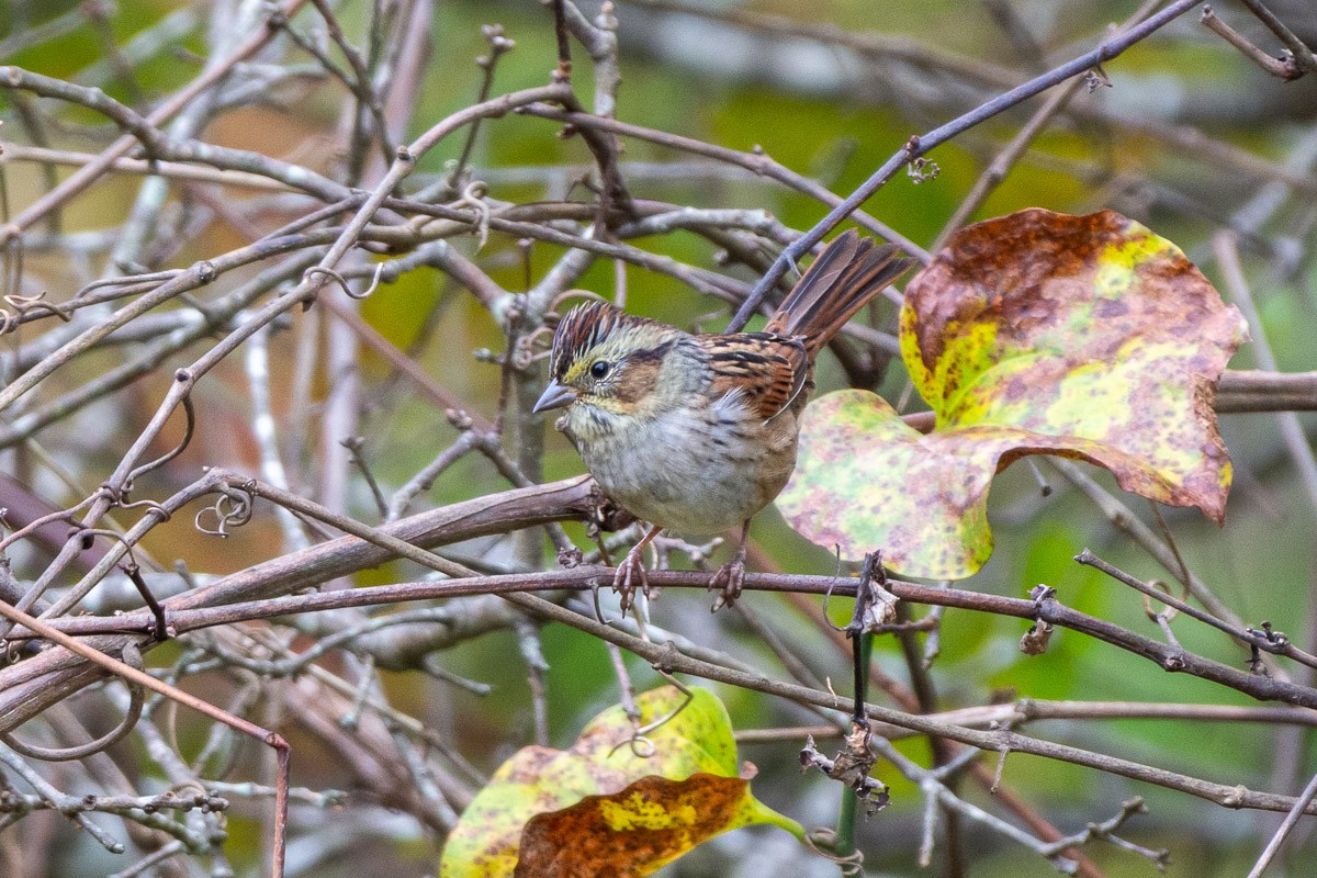 Swamp Sparrow - ML643687884
