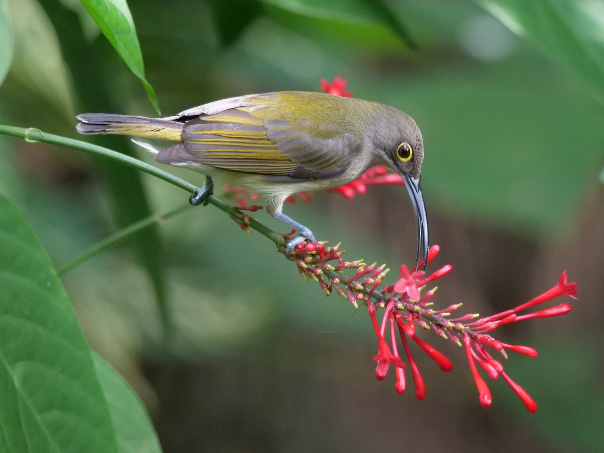 pavoučník bledý - ML643687885