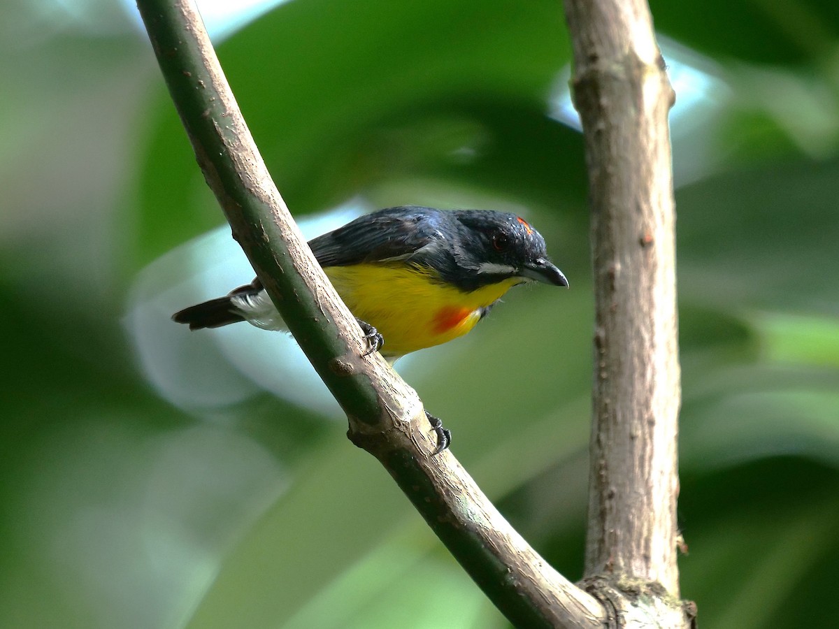 květozob palawanský - ML643687891