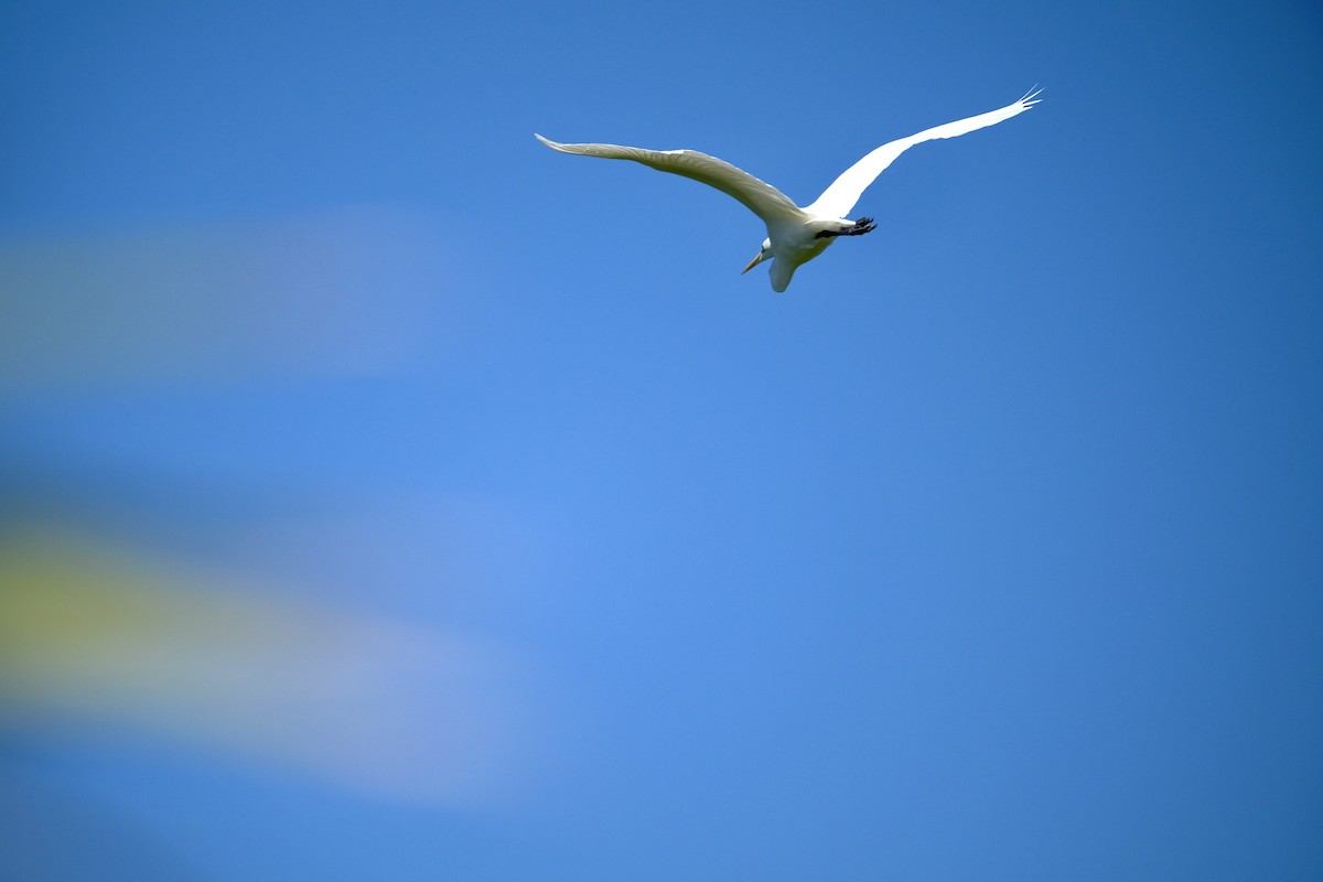 Great Egret - ML643687905