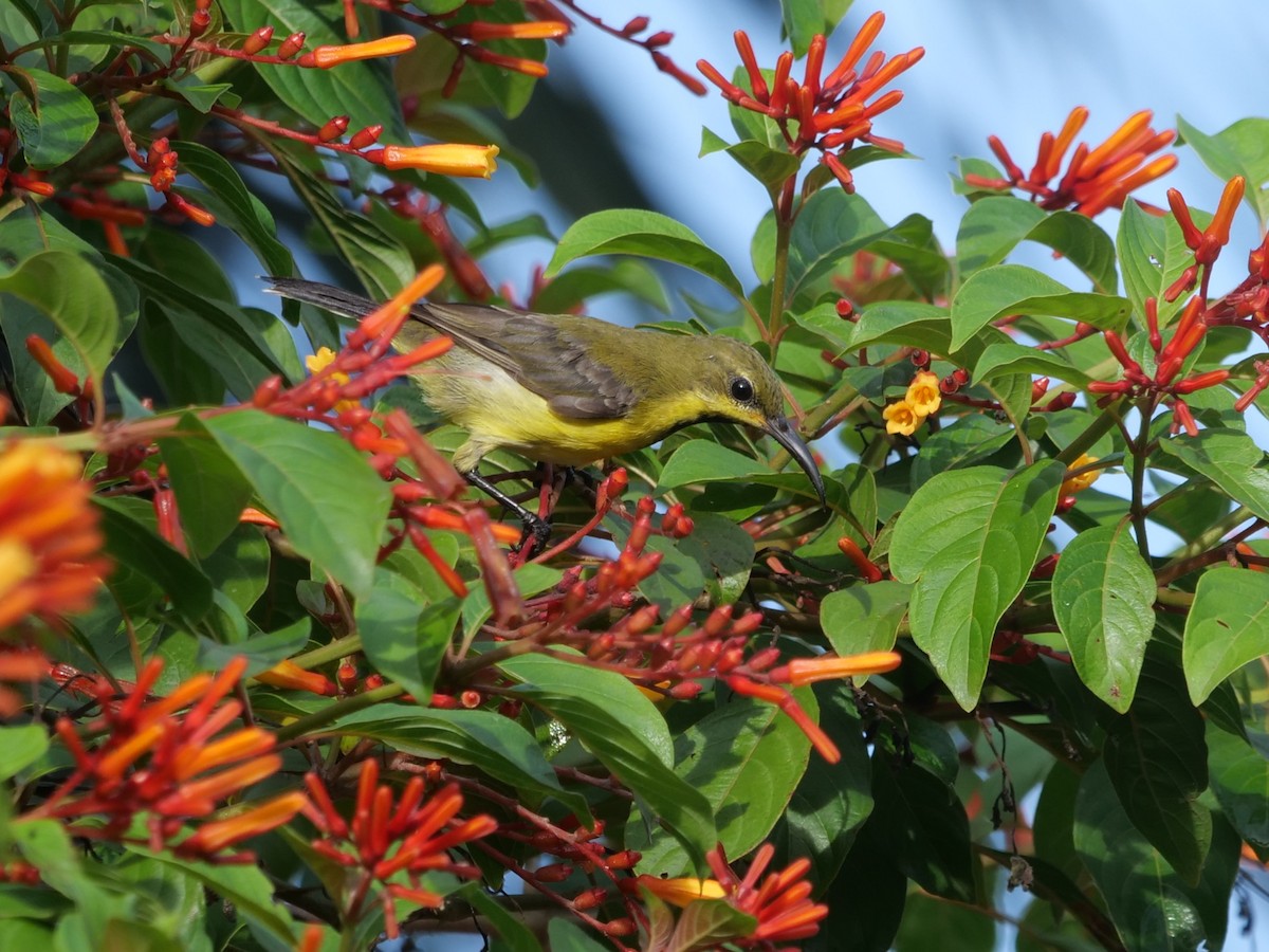 Palawan Sunbird - ML643687906
