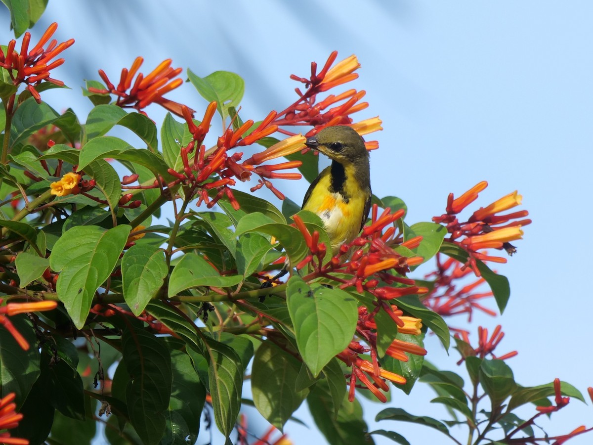 Palawan Sunbird - ML643687914