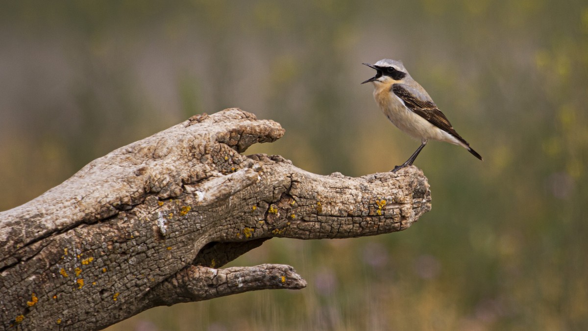 ハシグロヒタキ - ML643687915