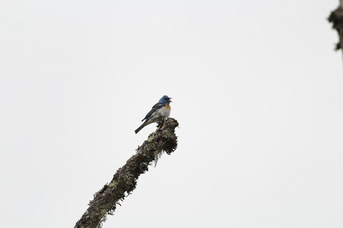 Lazuli Bunting - ML643687918