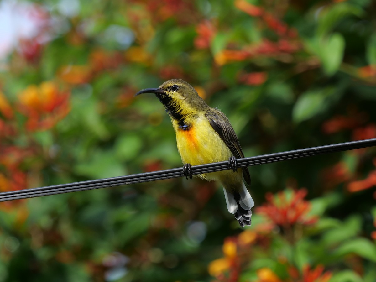 Palawan Sunbird - ML643687919