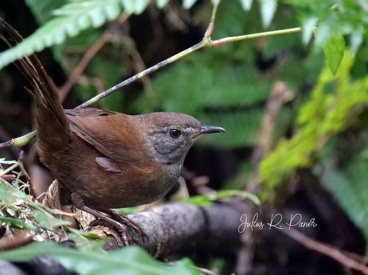 Long-tailed Bush Warbler - ML643687922