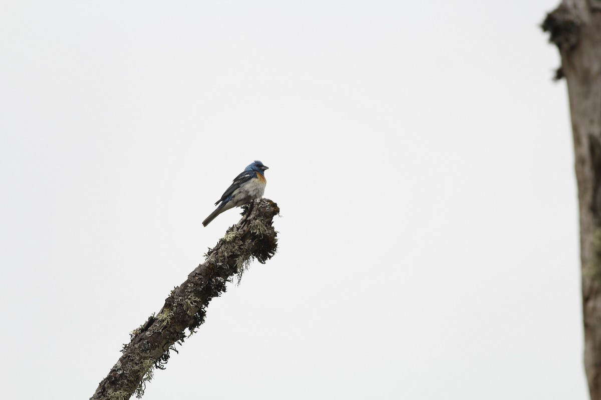 Lazuli Bunting - ML643687945