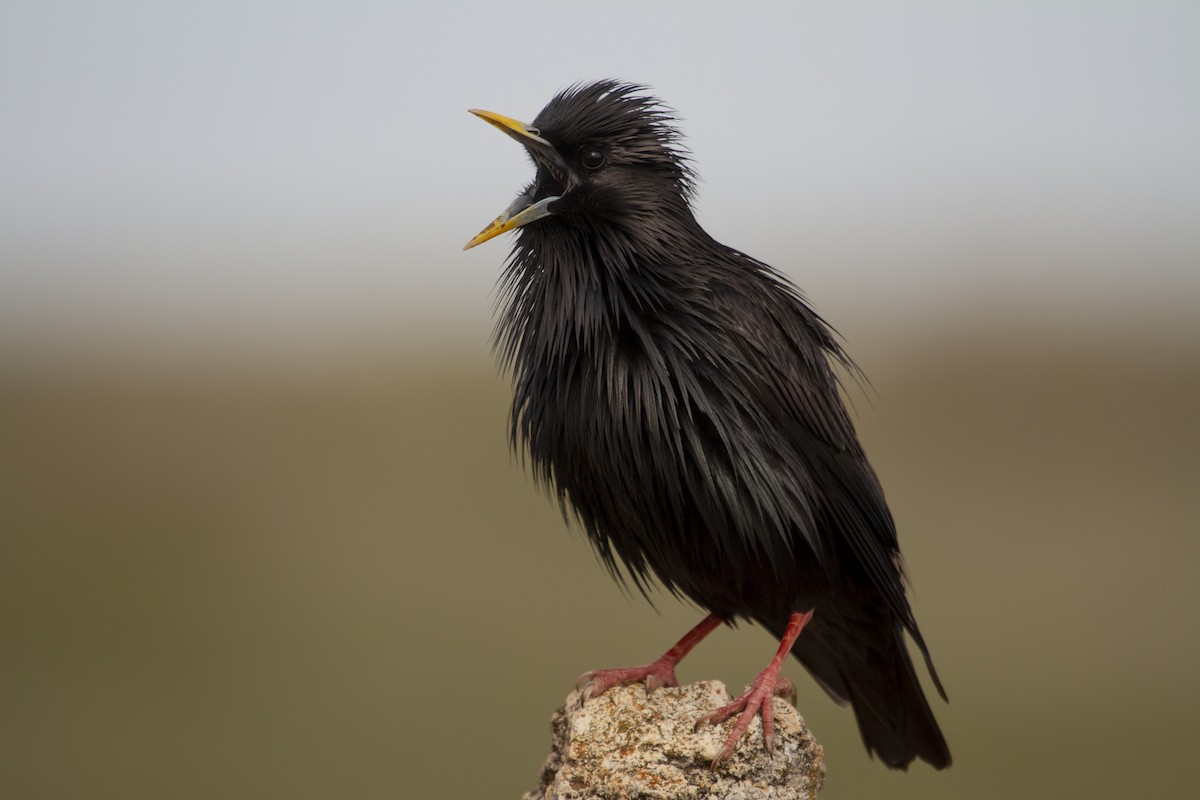 ムジホシムクドリ - ML643687947