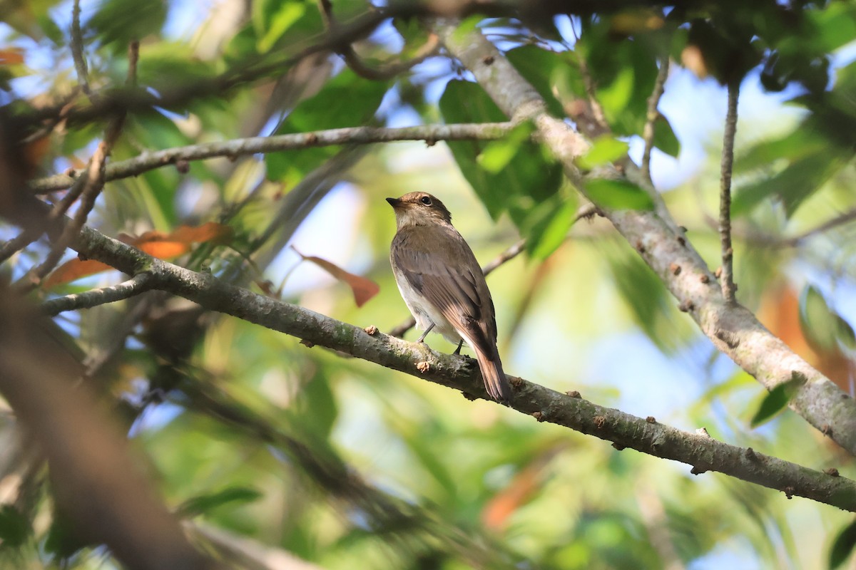 Blue-and-white Flycatcher - ML643687948
