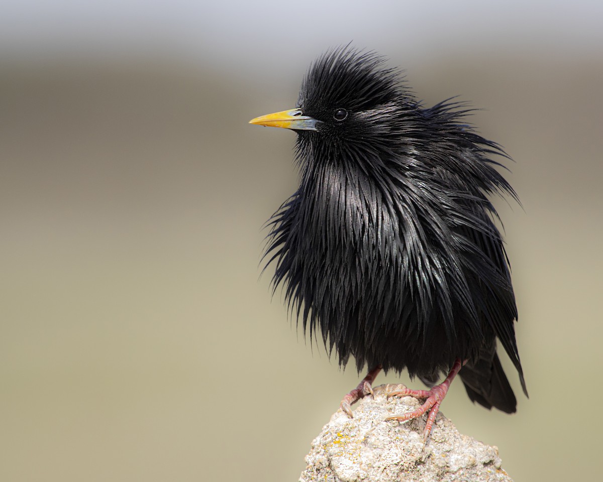 ムジホシムクドリ - ML643687950