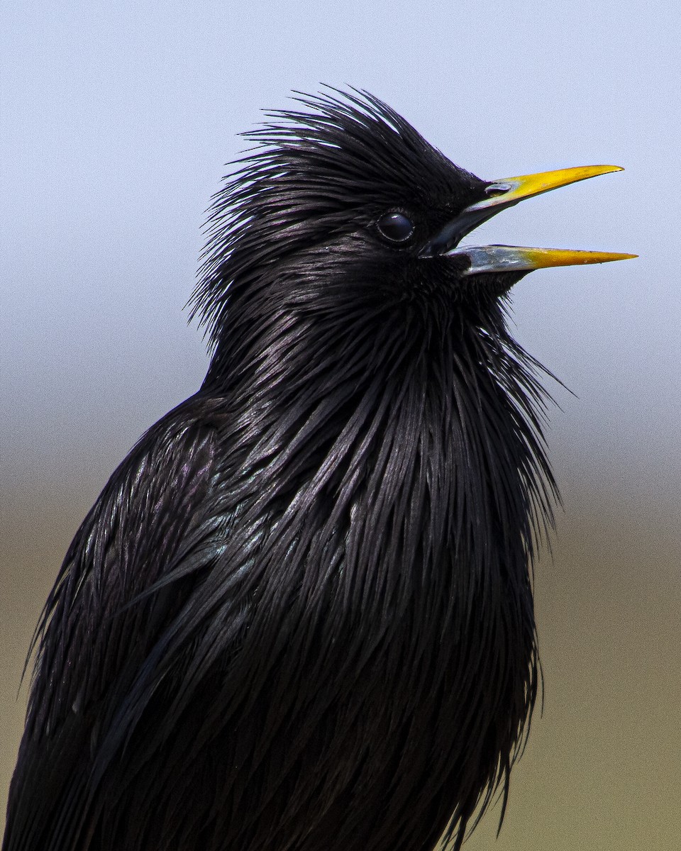 ムジホシムクドリ - ML643687951