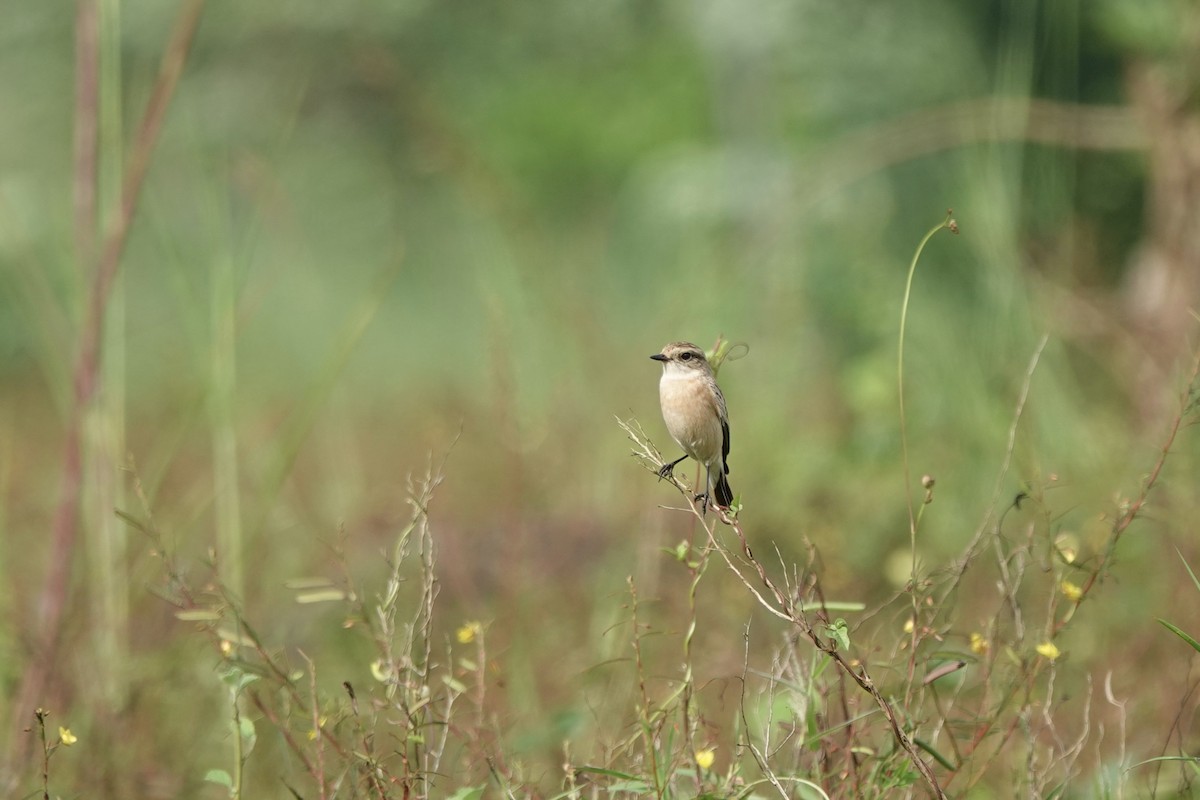 Siberian Stonechat - ML643687952