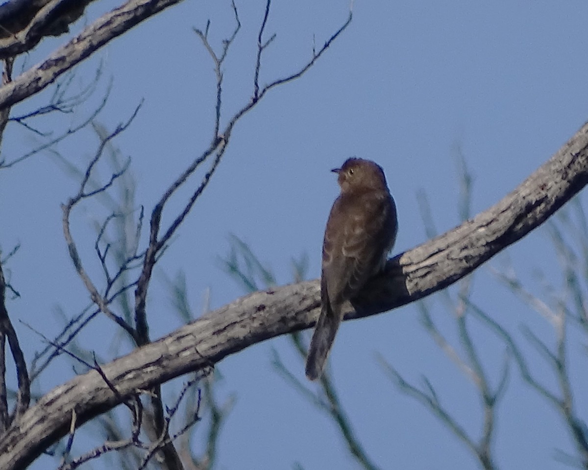 Fan-tailed Cuckoo - ML643687970