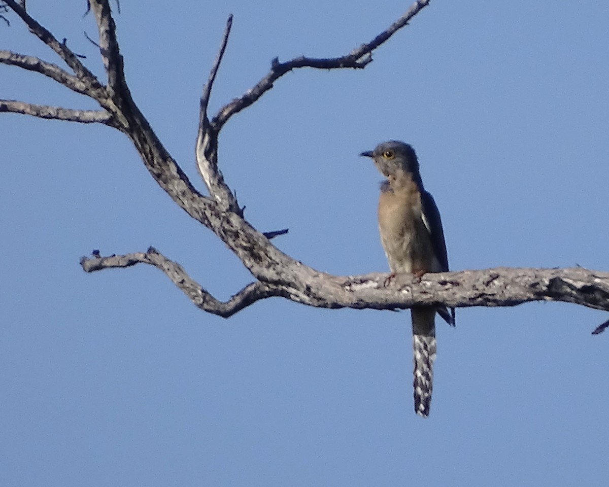 Fan-tailed Cuckoo - ML643687972