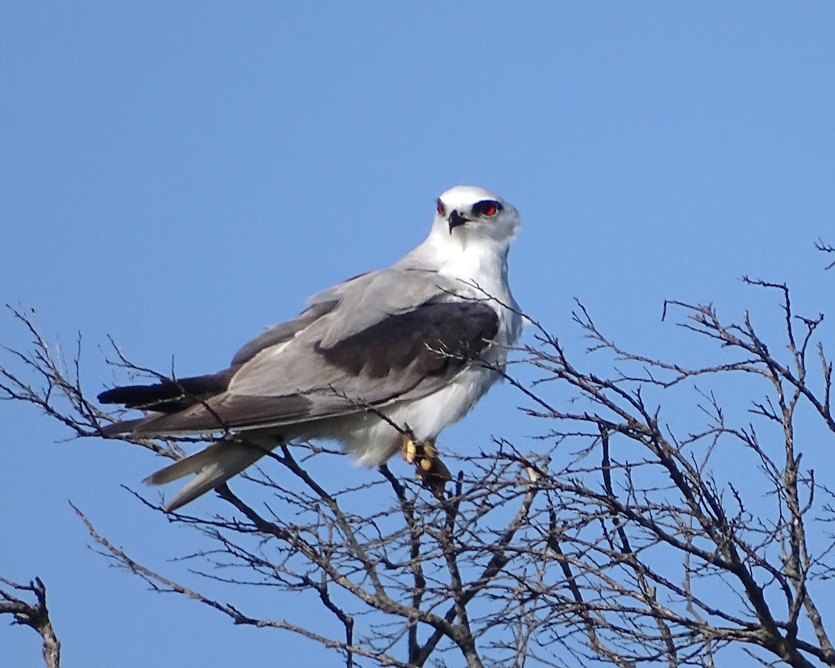 Black-shouldered Kite - ML643687986