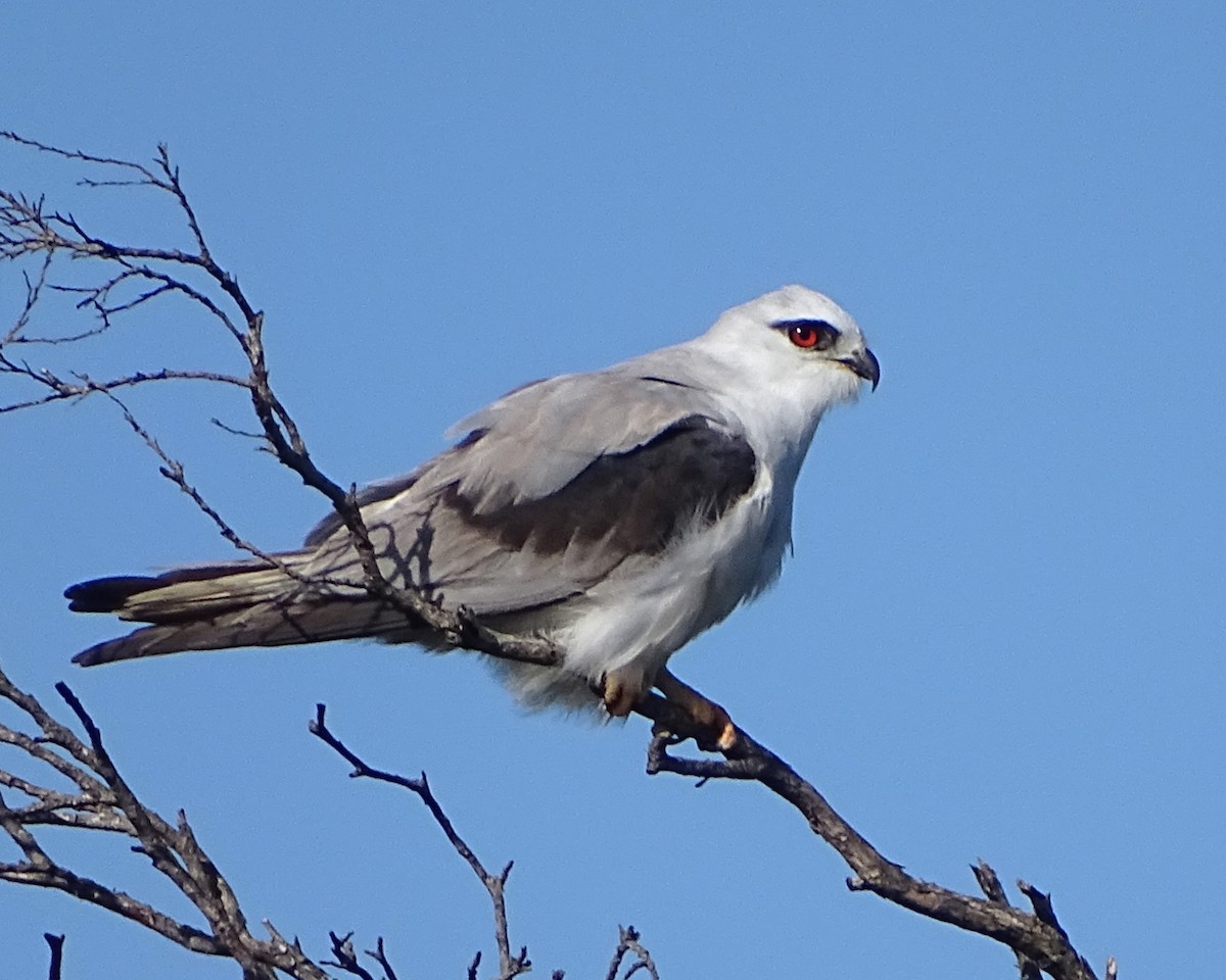 Black-shouldered Kite - ML643687988