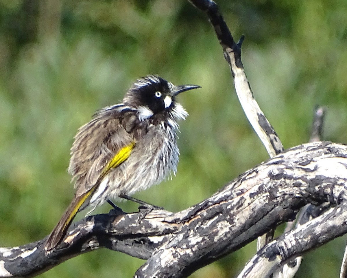 New Holland Honeyeater - ML643687999
