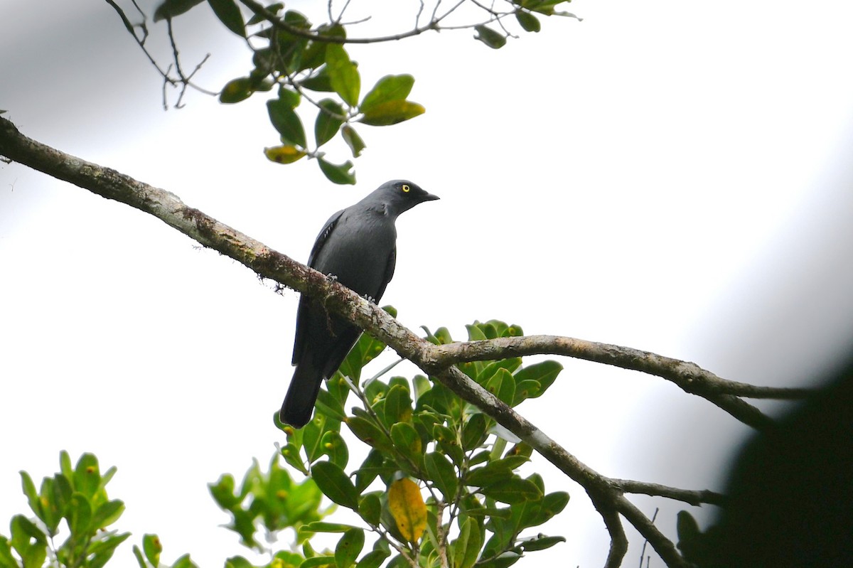 Barred Cuckooshrike - ML643688010