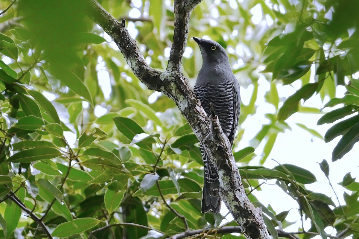 Barred Cuckooshrike - ML643688012