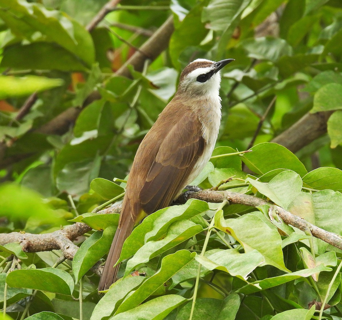 Yellow-vented Bulbul - ML643688051